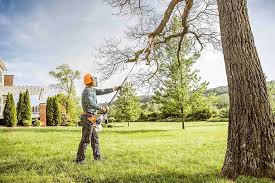 Best Stump Grinding and Removal  in Wildomar, CA