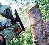 How Our Tree Care Process Works  in  Wildomar, CA