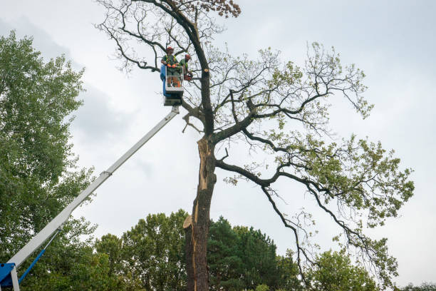 Best Root Management and Removal  in Wildomar, CA